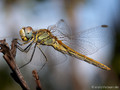Frühe Heidelibelle (Sympetrum fonscolombii), Weibchen - FR (Korsika, Balagne)