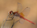 Frühe Heidelibelle (Sympetrum fonscolombii), Männchen - FR (Korsika, Balagne)
