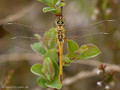 Frühe Heidelibelle (Sympetrum fonscolombii), junges Weibchen - DE (HH)