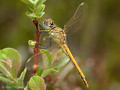 Frühe Heidelibelle (Sympetrum fonscolombii), junges Weibchen - DE (HH)