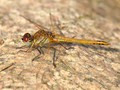 Frühe Heidelibelle (Sympetrum fonscolombii), unausgefärbtes Männchen - DE (SH)