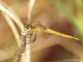Frühe Heidelibelle (Sympetrum fonscolombii), unausgefärbtes Männchen - DE (SH)
