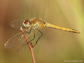 Frühe Heidelibelle (Sympetrum fonscolombii), unausgefärbtes Männchen - DE (SH)