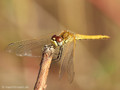 Frühe Heidelibelle (Sympetrum fonscolombii), unausgefärbtes Männchen - DE (SH)