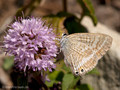Großer Wanderbläuling (Lampides boeticus) - FR (Korsika, Balagne)