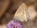 Großer Wanderbläuling (Lampides boeticus) - FR (Korsika, Balagne)