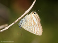 Großer Wanderbläuling (Lampides boeticus) - FR (Korsika, Balagne)