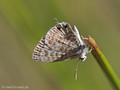 Kleiner Wanderbläuling (Leptotes pirithous) - FR (Korsika, Balagne)