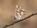 Pelargonien-Bläuling (Cacyreus marshalli) - FR (Korsika, Balagne)