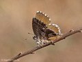 Pelargonien-Bläuling (Cacyreus marshalli) - FR (Korsika, Balagne)