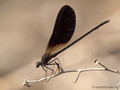 Bronzene Prachtlibelle (Calopteryx haemorrhiodalis), Männchen - FR (Korsika, Balagne)