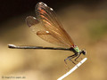 Bronzene Prachtlibelle (Calopteryx haemorrhiodalis), Weibchen - FR (Korsika, Balagne)