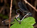 Bronzene Prachtlibelle (Calopteryx haemorrhiodalis), Paarungsrad - FR (Korsika, Balagne)
