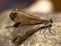 Bronzene Prachtlibelle (Calopteryx haemorrhiodalis), Weibchen - FR (Korsika, Balagne)