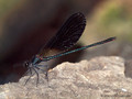 Bronzene Prachtlibelle (Calopteryx haemorrhiodalis), Männchen - FR (Korsika, Balagne)