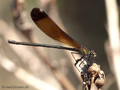 Bronzene Prachtlibelle (Calopteryx haemorrhiodalis), Weibchen - FR (Korsika, Balagne)