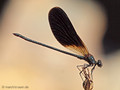 Bronzene Prachtlibelle (Calopteryx haemorrhiodalis), Männchen - FR (Korsika, Balagne)