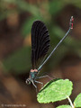 Bronzene Prachtlibelle (Calopteryx haemorrhiodalis), Männchen - FR (Korsika, Balagne)