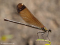 Bronzene Prachtlibelle (Calopteryx haemorrhiodalis), Weibchen - FR (Korsika, Balagne)
