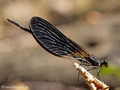 Bronzene Prachtlibelle (Calopteryx haemorrhiodalis), Männchen - FR (Korsika, Balagne)