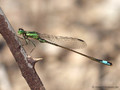 Insel-Pechlibelle (Ischnura genei)﻿, Männchen - FR (Korsika, Balagne)