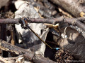 Insel-Pechlibelle (Ischnura genei)﻿, Weibchen als Beute einer Ameise (Camponotus spec. ?) - FR (Korsika, Balagne)