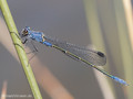 Dunkle Binsenjungfer (Lestes macrostigma)﻿, Männchen - FR (Korsika, Balagne)