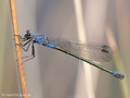 Dunkle Binsenjungfer (Lestes macrostigma)﻿, Weibchen - FR (Korsika, Balagne)