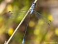 Dunkle Binsenjungfer (Lestes macrostigma)﻿, Männchen - FR (Korsika, Balagne)