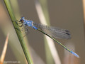 Dunkle Binsenjungfer (Lestes macrostigma)﻿, Männchen - FR (Korsika, Balagne)