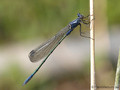 Dunkle Binsenjungfer (Lestes macrostigma)﻿, unausgefärbtes Männchen - FR (Korsika, Balagne)