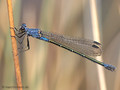Dunkle Binsenjungfer (Lestes macrostigma)﻿, Weibchen - FR (Korsika, Balagne)