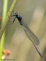 Dunkle Binsenjungfer (Lestes macrostigma)﻿, unausgefärbtes Männchen - FR (Korsika, Balagne)