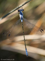Dunkle Binsenjungfer (Lestes macrostigma)﻿, Männchen - FR (Korsika, Balagne)