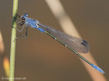 Dunkle Binsenjungfer (Lestes macrostigma)﻿, Männchen - FR (Korsika, Balagne)