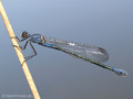 Dunkle Binsenjungfer (Lestes macrostigma)﻿, Weibchen - FR (Korsika, Balagne)