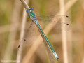 Glänzende Binsenjungfer (Lestes dryas)﻿, Männchen - DE (HH)