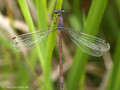 Glänzende Binsenjungfer (Lestes dryas)﻿, Weibchen - DE (SH)