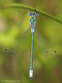 Glänzende Binsenjungfer (Lestes dryas)﻿, Männchen - DE (HH)