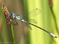 Glänzende Binsenjungfer (Lestes dryas)﻿, Männchen - DE (SH)