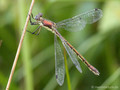 Glänzende Binsenjungfer (Lestes dryas)﻿, Weibchen - DE (HH)