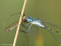 Glänzende Binsenjungfer (Lestes dryas)﻿, Männchen mit erbeuteter Schnake (Tipulidae) - DE (SH)