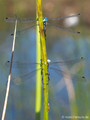 Glänzende Binsenjungfer (Lestes dryas)﻿, Paarungsrad - DE (SH)