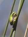 Tyrrhenischer Laubfrosch (Hyla sarda), Jungtier - FR (Korsika, Balagne) Mai 2010