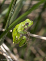 Tyrrhenischer Laubfrosch (Hyla sarda) - FR (Korsika, Balagne)