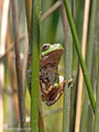 Tyrrhenischer Laubfrosch (Hyla sarda) - FR (Korsika, Balagne)