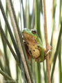 Tyrrhenischer Laubfrosch (Hyla sarda) - FR (Korsika, Balagne)