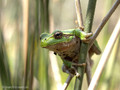 Tyrrhenischer Laubfrosch (Hyla sarda) - FR (Korsika, Balagne)