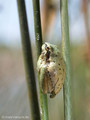 Tyrrhenischer Laubfrosch (Hyla sarda), Jungtier - FR (Korsika, Balagne) Mai 2010