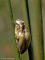 Tyrrhenischer Laubfrosch (Hyla sarda), Jungtier - FR (Korsika, Balagne) Mai 2010